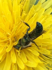 Hoplitis fulgida