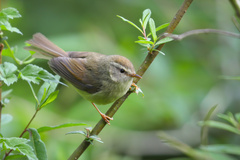 Horornis acanthizoides