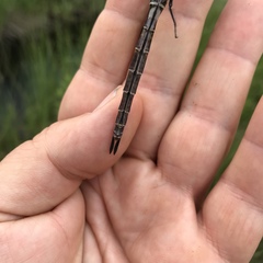 Somatochlora cingulata