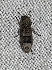 Ozotomerus japonicus