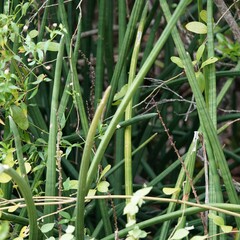 Sansevieria cylindrica