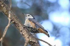 Sitta leucopsis