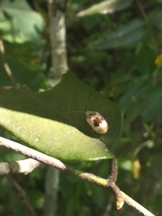 Acrocyum dorsalis