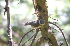 Lophophanes dichrous