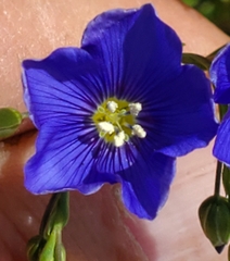 Linaceae