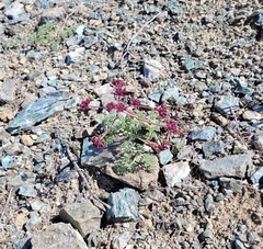 Lomatium cuspidatum