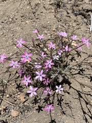 Gilia leptantha purpusii