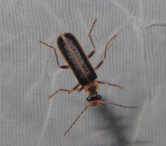 Podabrus basillaris