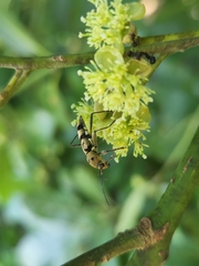 Chlorophorus signaticollis