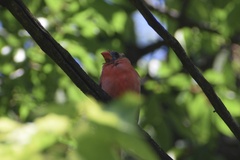Cardinalis cardinalis