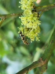 Chlorophorus signaticollis