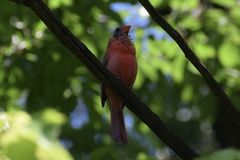 Cardinalis cardinalis