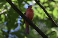 Cardinalis cardinalis