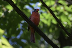 Cardinalis cardinalis