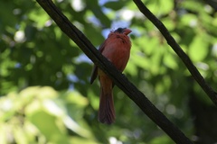 Cardinalis cardinalis