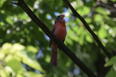Cardinalis cardinalis