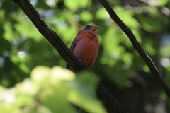 Cardinalis cardinalis