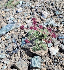 Lomatium cuspidatum