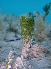 Penicillus dumetosus