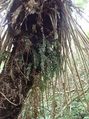 Tmesipteris horomaka