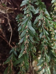 Tmesipteris horomaka