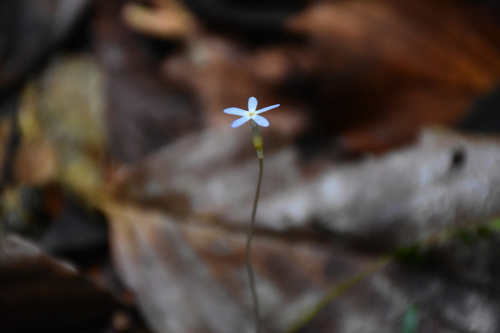 Image of Voyria tenella by (c) Zac Peterson, some rights reserved (CC BY)