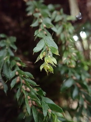Tmesipteris horomaka