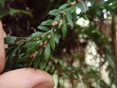 Tmesipteris horomaka