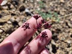 Lomatium cuspidatum