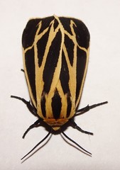 Apantesis nais