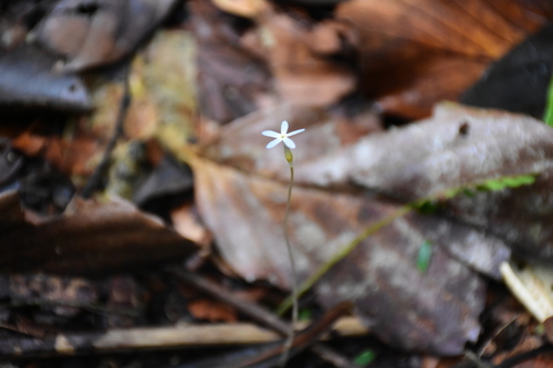 Image of Voyria tenella by (c) Zac Peterson, some rights reserved (CC BY)