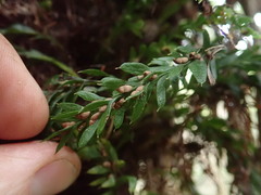 Tmesipteris horomaka