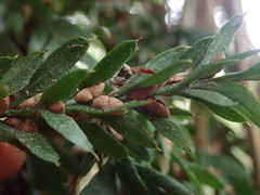 Tmesipteris horomaka