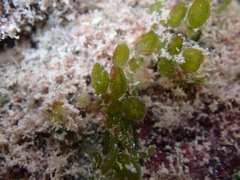 Caulerpa chemnitzia