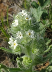 Oreocarya thyrsiflora