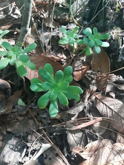 Sedum palmeri