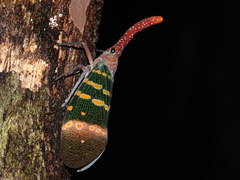 Pyrops karenius