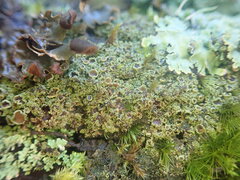 Psoroma asperellum