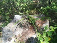 Selenicereus spinulosus