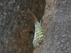 Pyrops oculatus