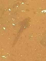 Ambystoma macrodactylum