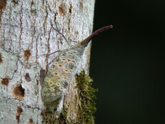 Pyrops oculatus