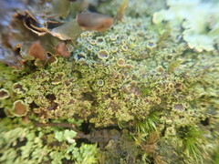 Psoroma asperellum