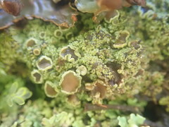 Psoroma asperellum