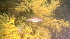 Canthigaster rivulata