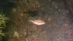Canthigaster rivulata