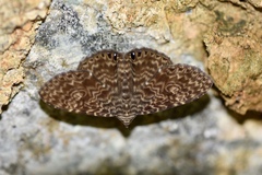 Dialithis gemmifera