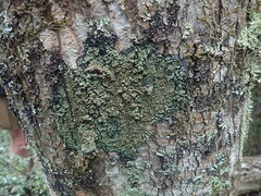 Xanthopsoroma contextum