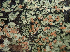 Xanthopsoroma contextum