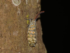 Pyrops oculatus